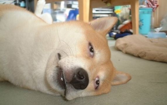 일정 분석